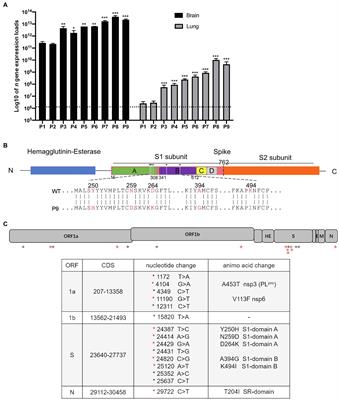 A Mouse-Adapted Model of HCoV-OC43 and Its Usage to the Evaluation of Antiviral Drugs